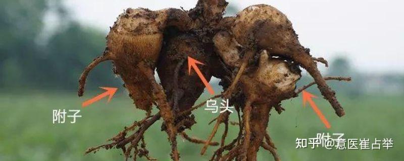 生附子跟炮附子的区别,看中医大师倪海厦怎么说 - 知乎