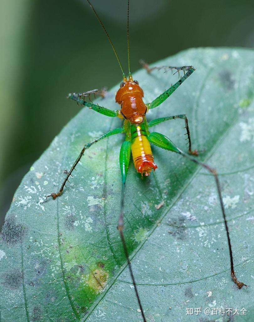 动物篇28节肢动物门直翅目