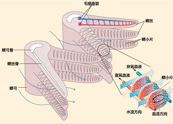 离开水也能存活的鱼 它们是这样呼吸的 知乎