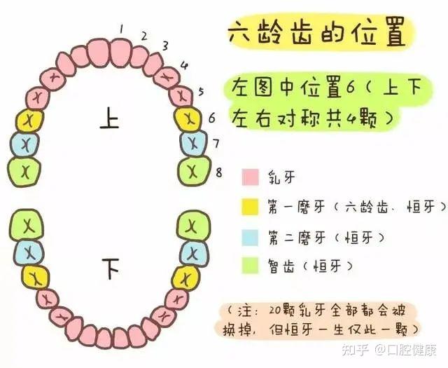 宝妈们一定注意儿童蛀牙更多发生在这颗牙上六龄齿