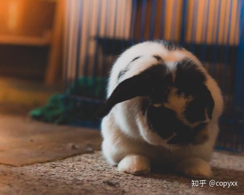 最简单的养兔方法 v2-b268cc8c7d31795462d6a271107dad1e_r.jpg