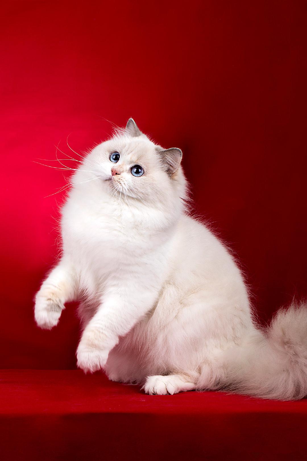 甜美度超高的英伦范大宅喵英国长毛猫