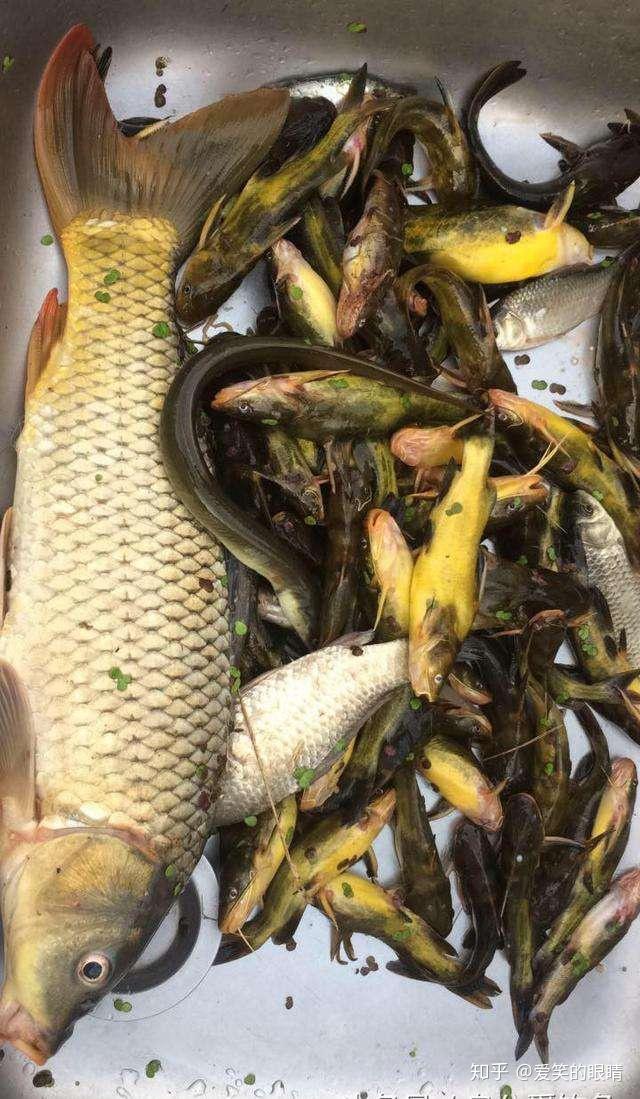 桃花山黄颡鱼知心知味