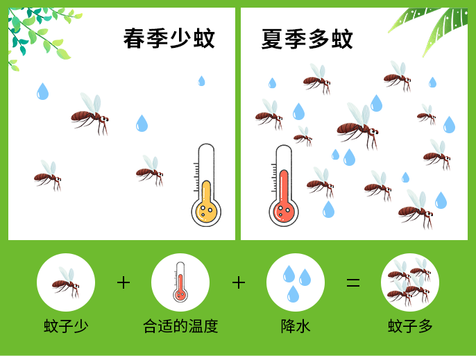 蚊子的发育过程图片