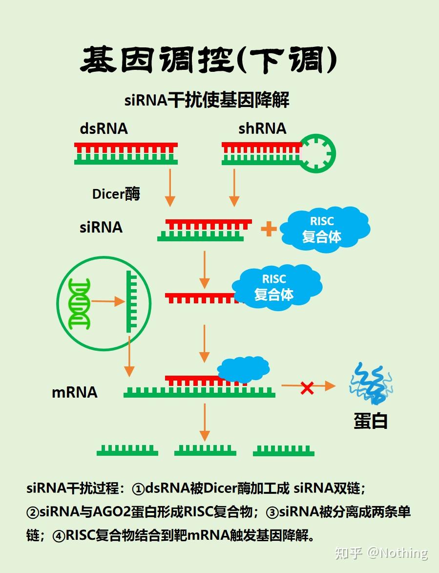 图解转录调控过程---基因过表达、基因沉默、RNA干扰 - 知乎