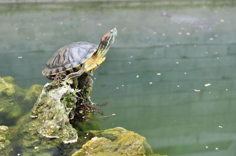 v2-b29458ab9a22f38d8b1c61c4a3ab9c65_1440w.jpg?source=172ae18b