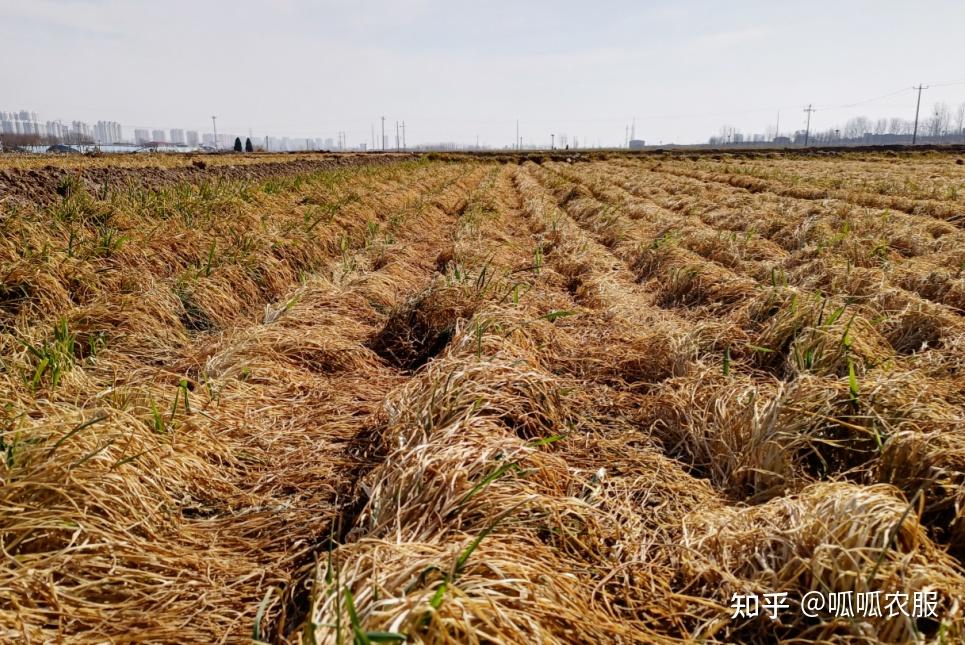 【农技分享】去冬今春,多地小麦发生冻害是什么原因?7大问题找全了! - 知乎