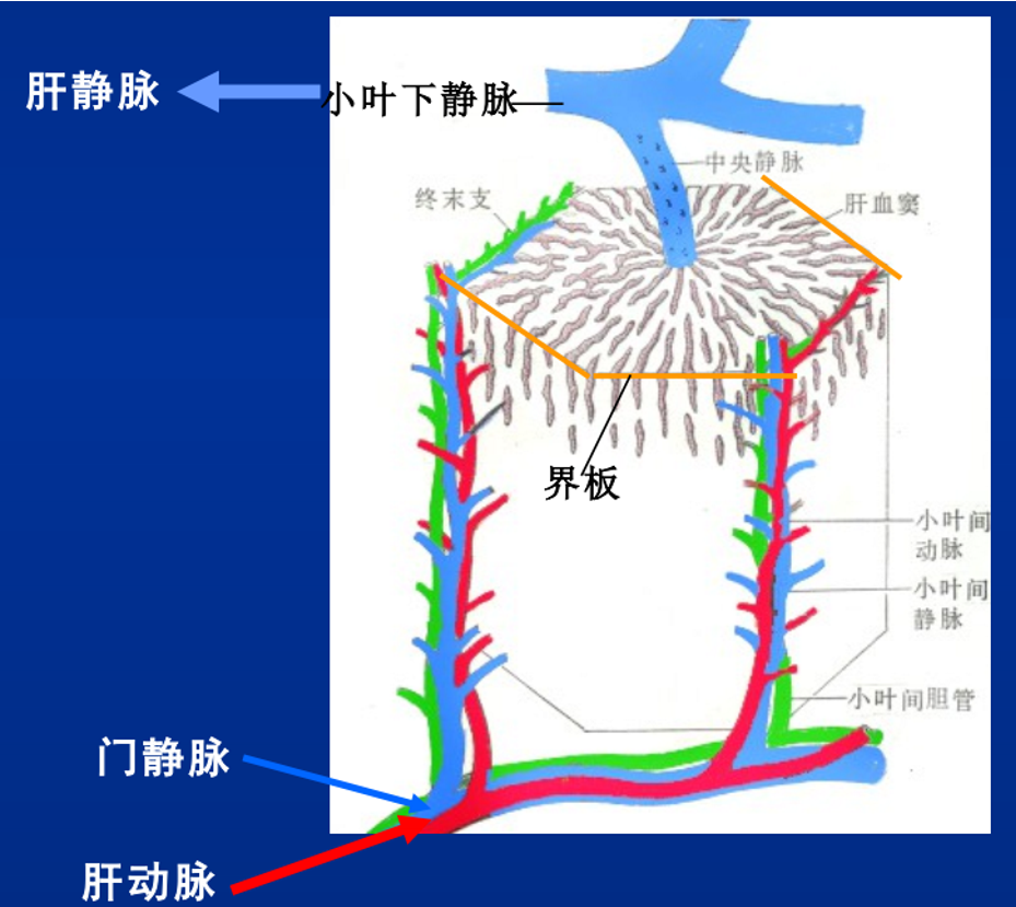 小叶下静脉图片