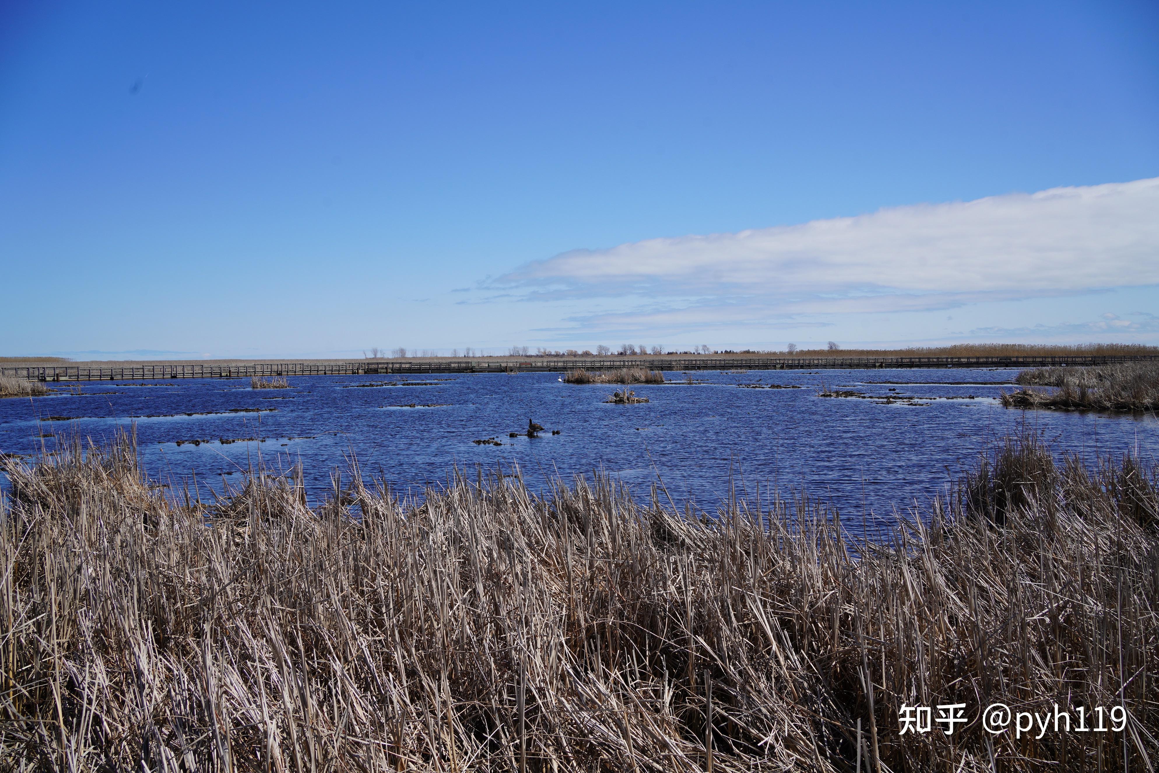 绿水湖畔的黑沼泽皮利角国家公园
