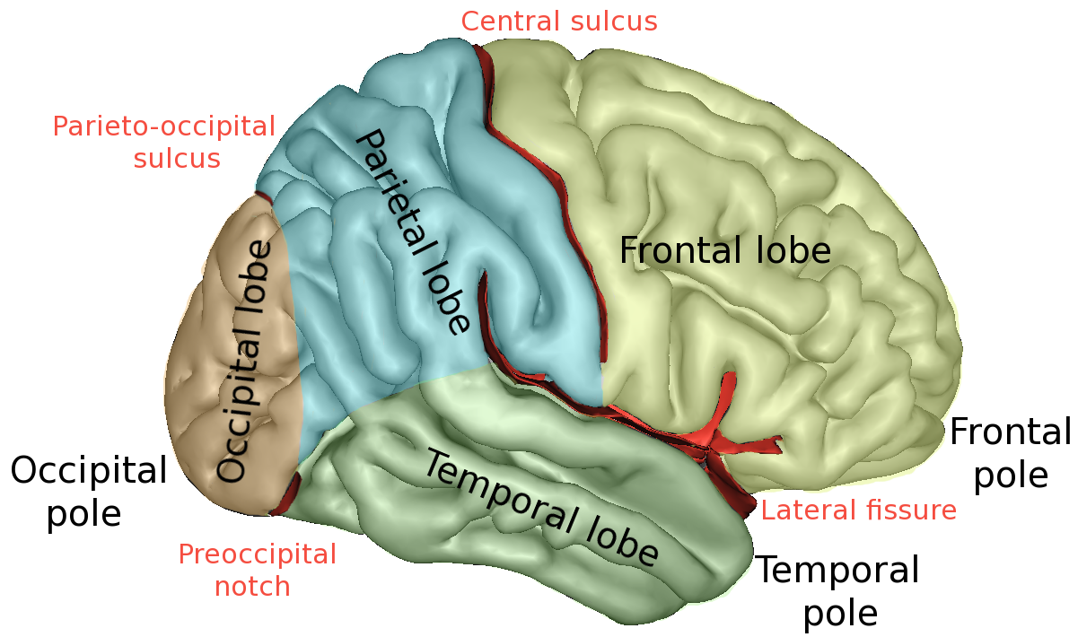 額葉frontallobe