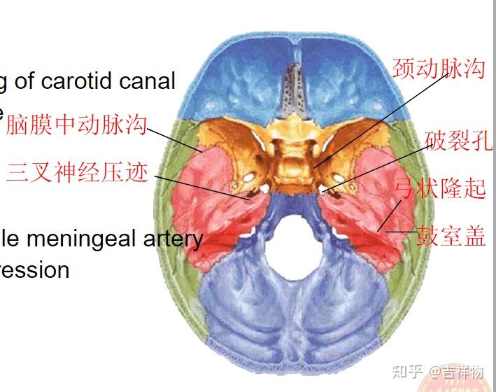 系统解剖学笔记1-颅骨 - 知乎
