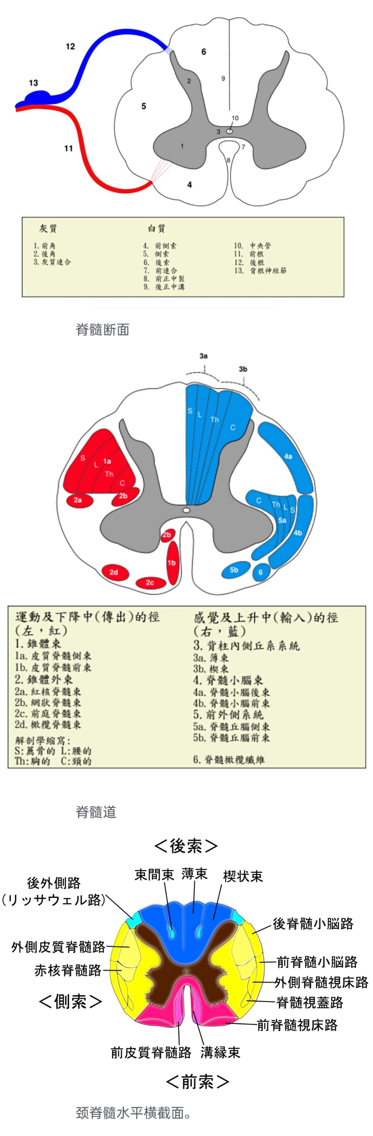 脊髓空洞症/脑膜炎(1967流脑大流行)/蛛网膜下腔出血- 知乎