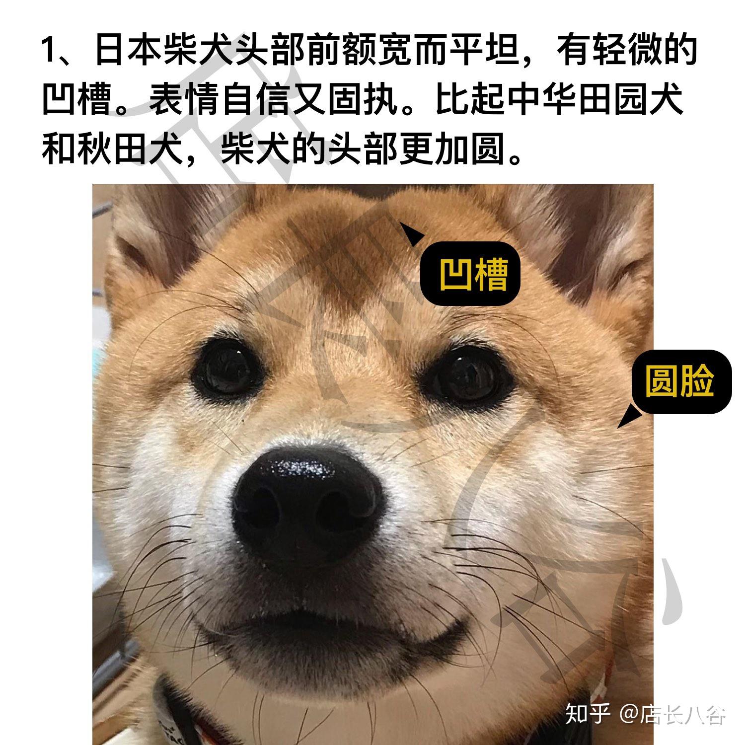 如何鉴别真假日本柴犬 - 知乎