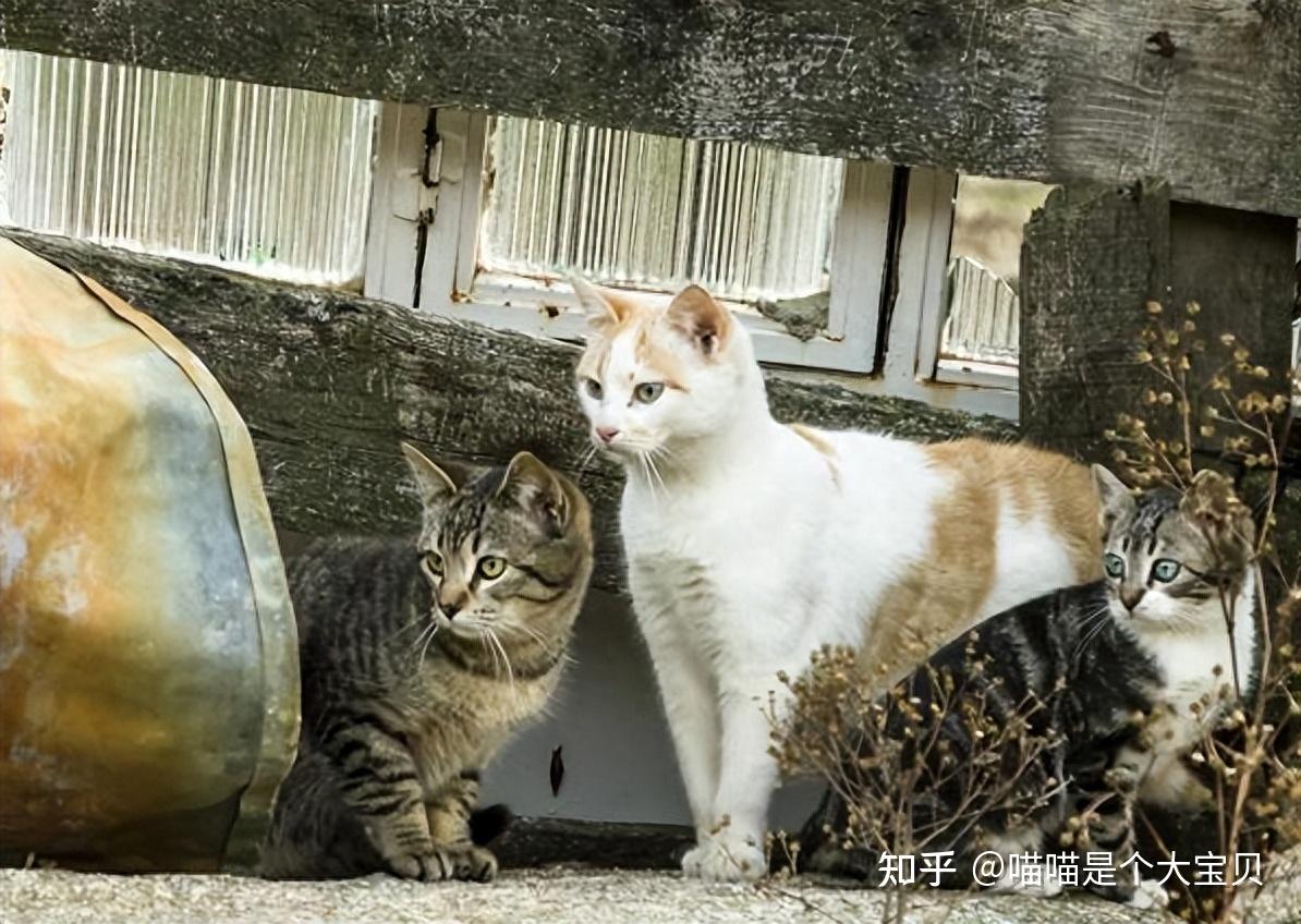 “流浪猫” 的生存境况是如何的?看完,还忍心弃养你的猫吗? - 知乎