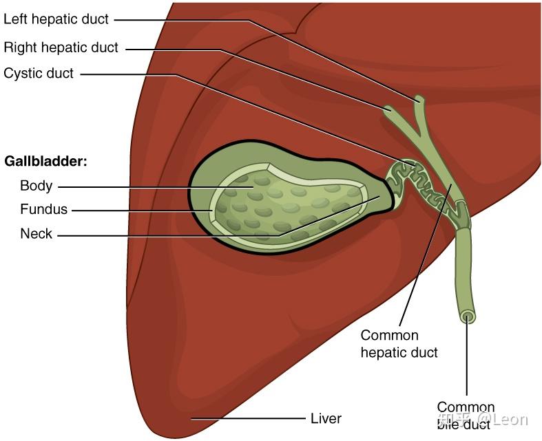  cholecystectomy 