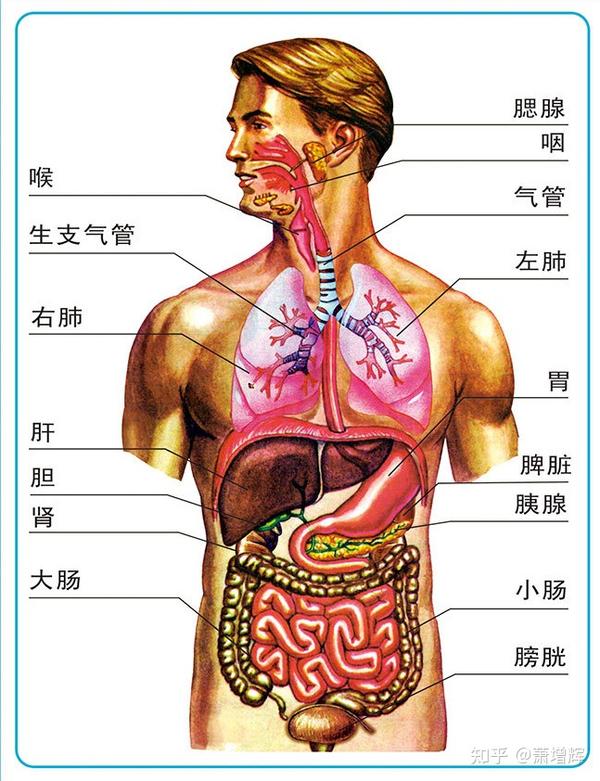 身体侧面疼痛部位图解图片