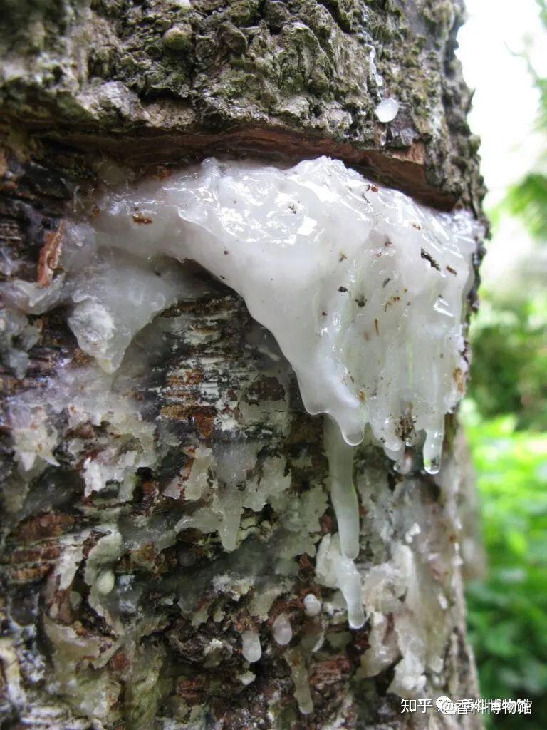 达玛脂与笃耨香关于龙脑香科的简单介绍