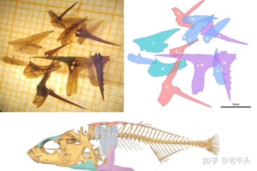古生物新闻(2021年3月15日-3月28日) - 知乎