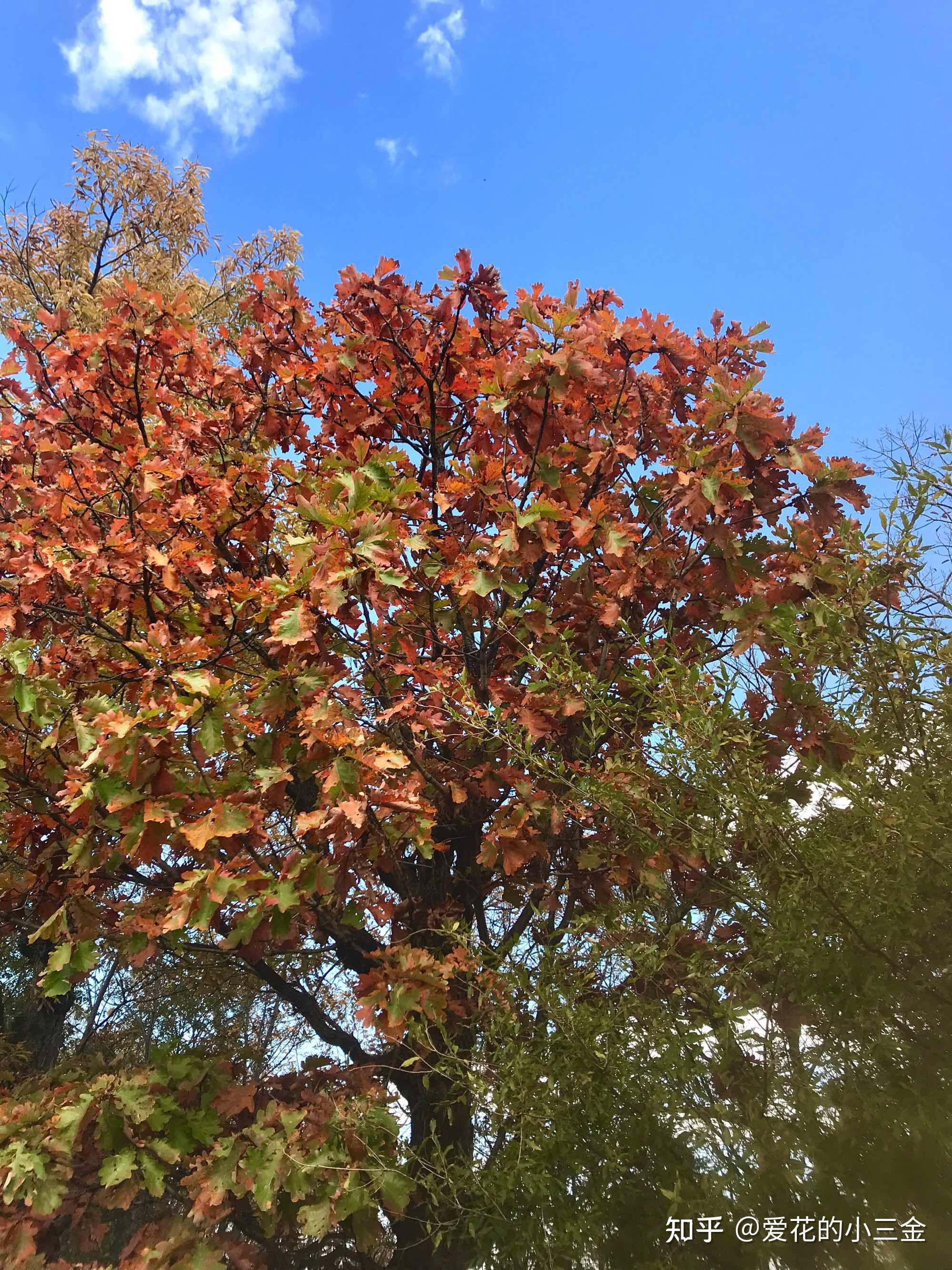 秋冬赏叶植物（五）：橡树 - 知乎