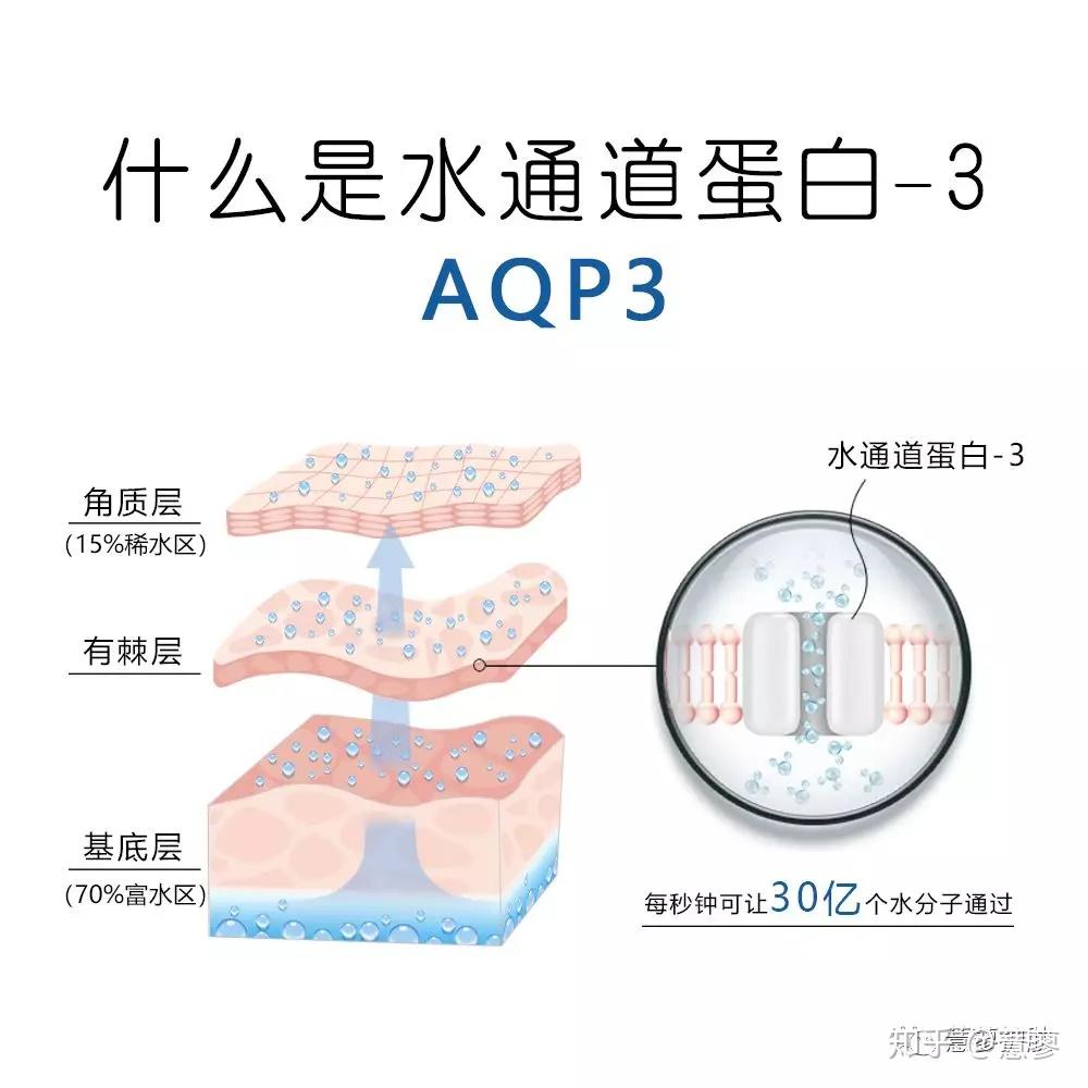 水通道蛋白2图片