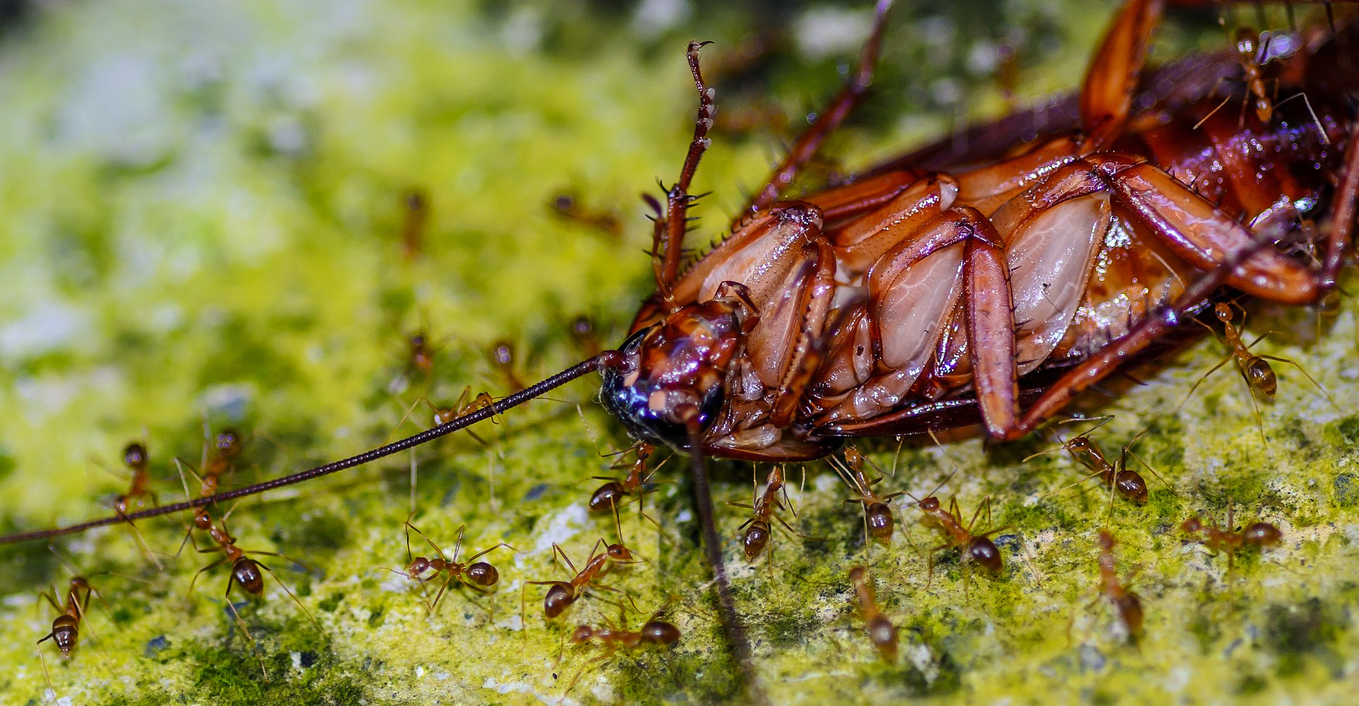 怎么区分蚂蚁白蚁?