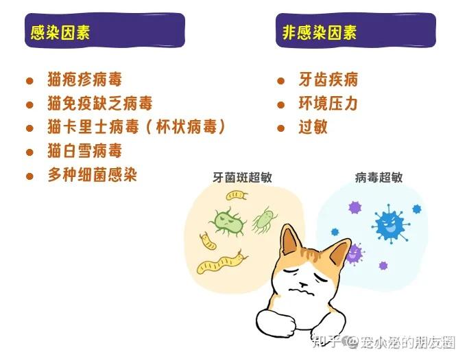 猫口炎的终结者来了 - 知乎