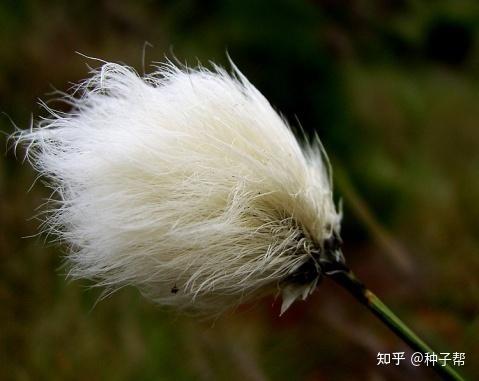 这是什么草 长得像羊胡子 比花还要美 羊胡子草有什么用 知乎