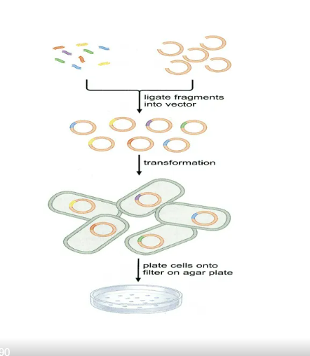 【菌周刊】菌种建库篇|大肠杆菌red同源重组敲除—dh5α感受态细胞的
