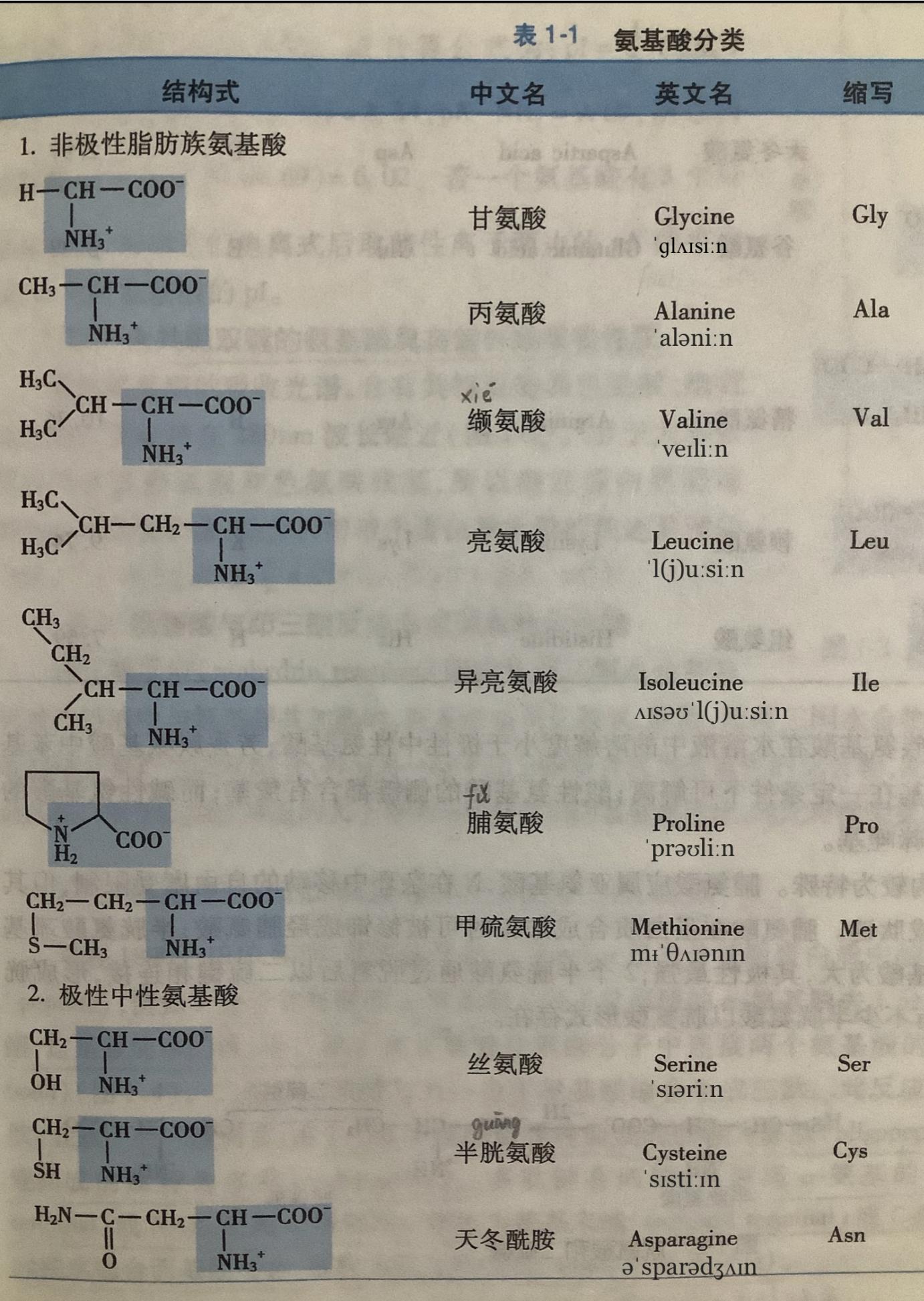 氨基酸英文图片