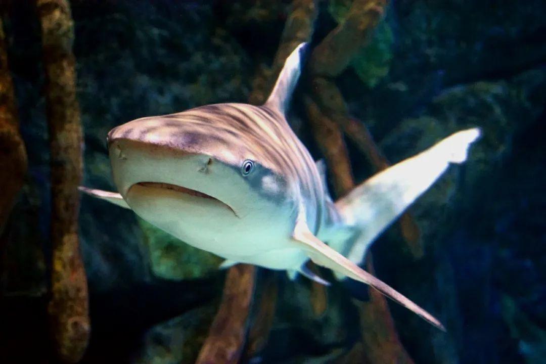 鲨鱼:你直接说我傻得了呗乌鸦,渡鸦和喜鹊等高智商鸟类,也爱和同伴闹