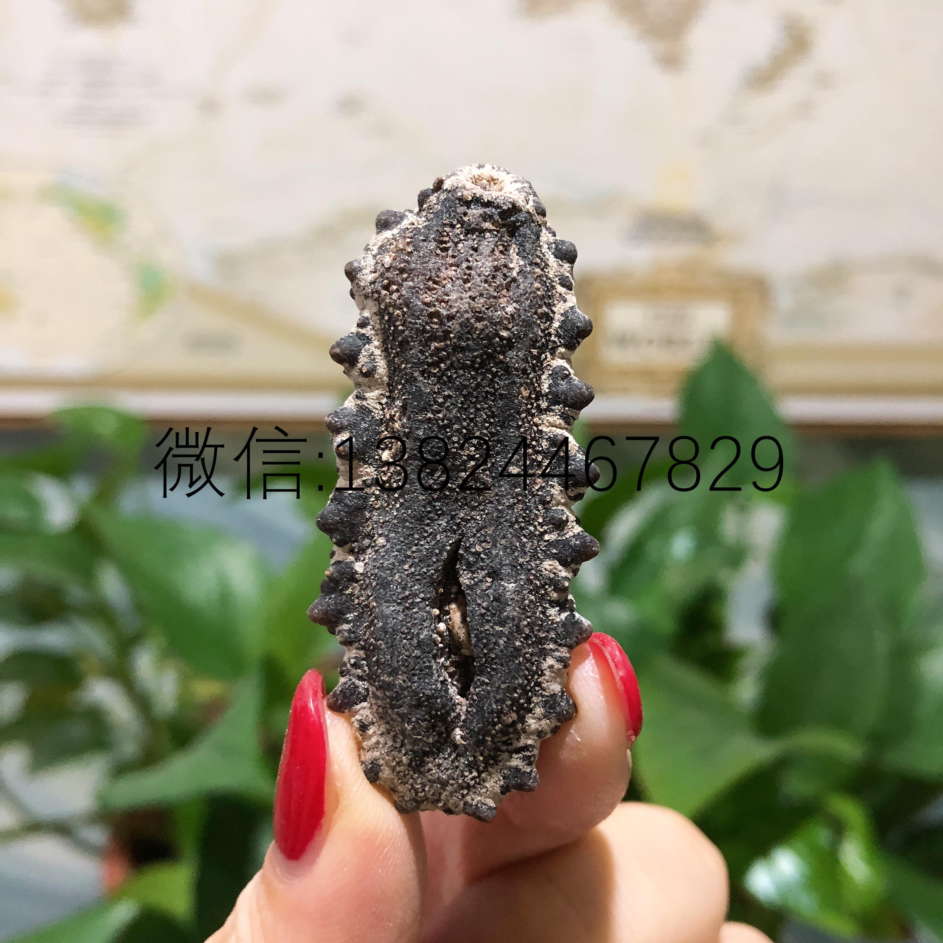 墨西哥刺参南美参肥仔参