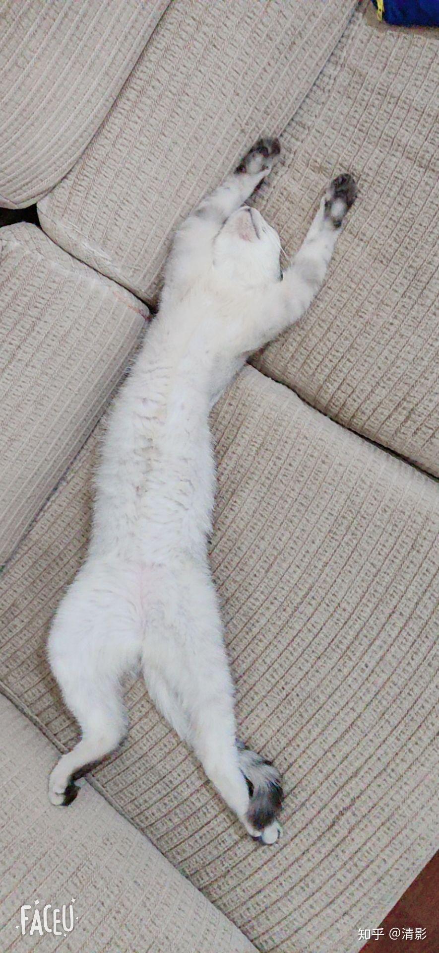 猫咪仰面朝天睡是表达信任了吗?