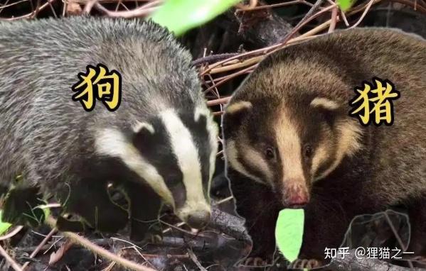 野生獾子爱上狗?连续3次来居民区找狗玩,被狗主人拿铲子送走 - 知乎