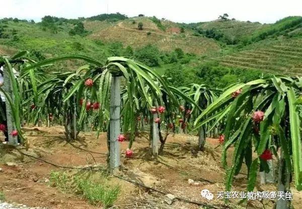 火龍果種植這些細節最關鍵