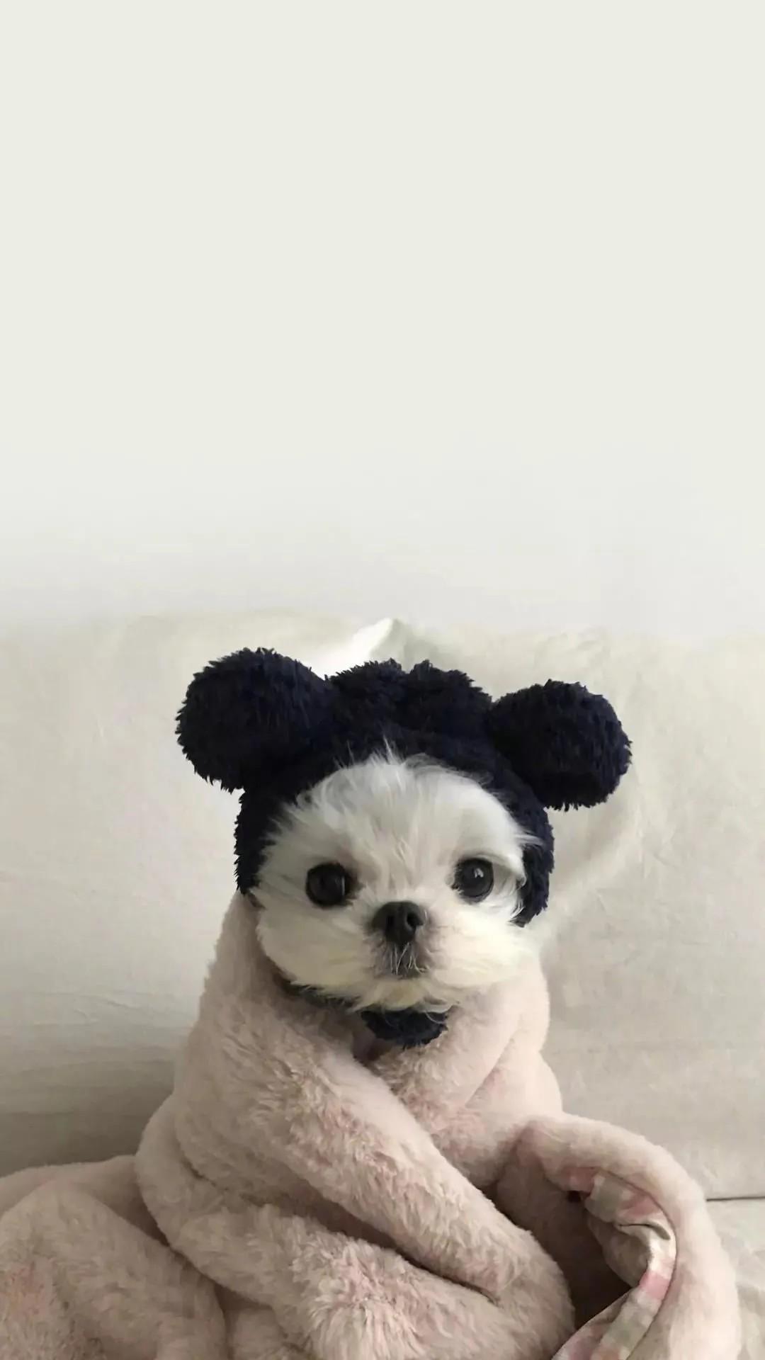 壁纸|超级可爱的猫咪狗狗萌宠 - 知乎