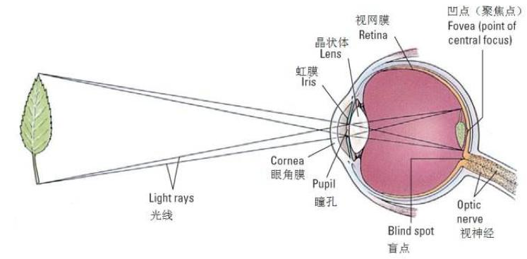 人眼视觉系统图片