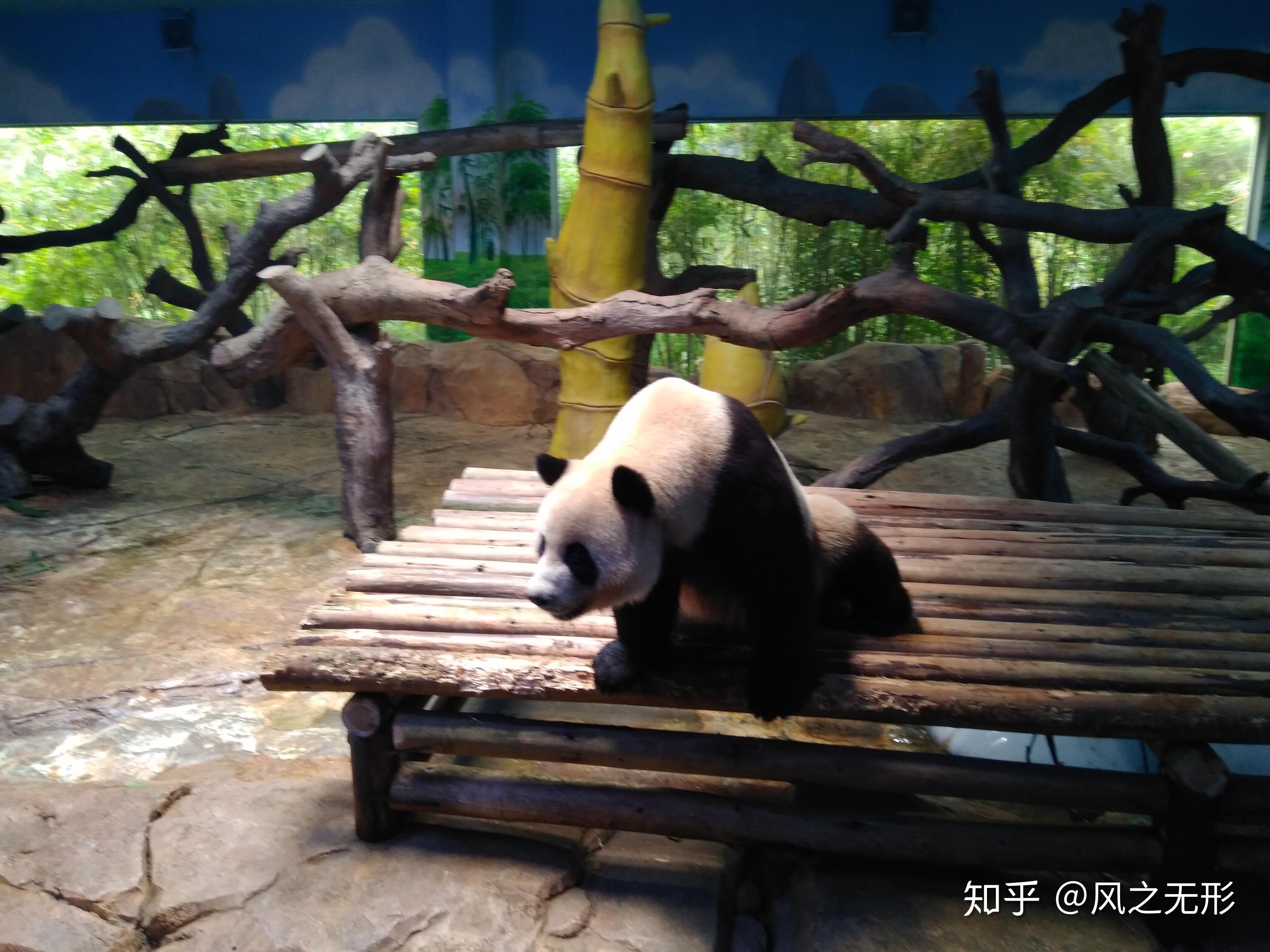 广州长隆野生动物园|摄影|动物|莫晓暮 - 原创作品 - 站酷 (ZCOOL)
