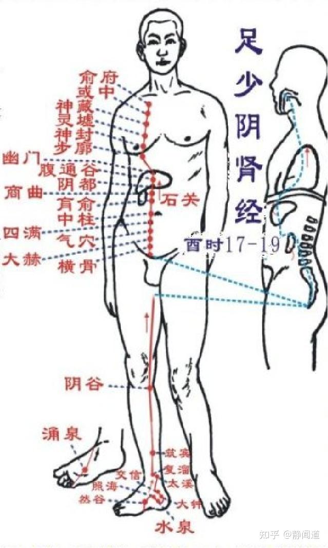 肾经络图走向起始点图片