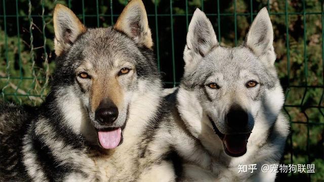 作为狼狗,“捷克狼犬” VS “昆明犬”,谁更厉害? - 知乎