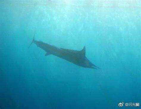 三类尖嘴鱼——剑鱼、旗鱼和枪鱼,都拉出来遛遛!(作者:达达) - 知乎