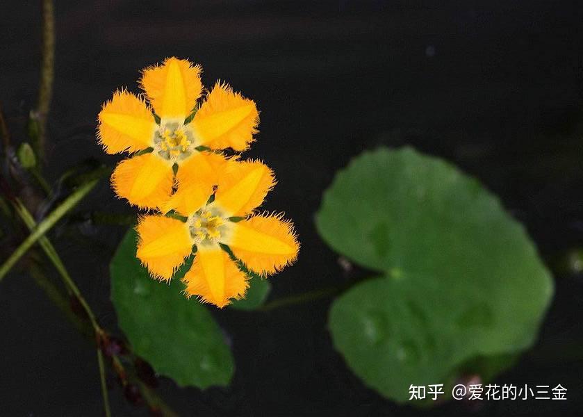 荇菜:诗经中最先出场的植物 - 知乎