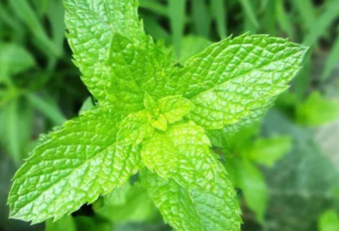 精油入门冬季香薄荷