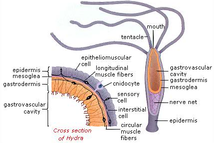 图说神经系统(Nervous system)·无脊椎动物 - 知乎