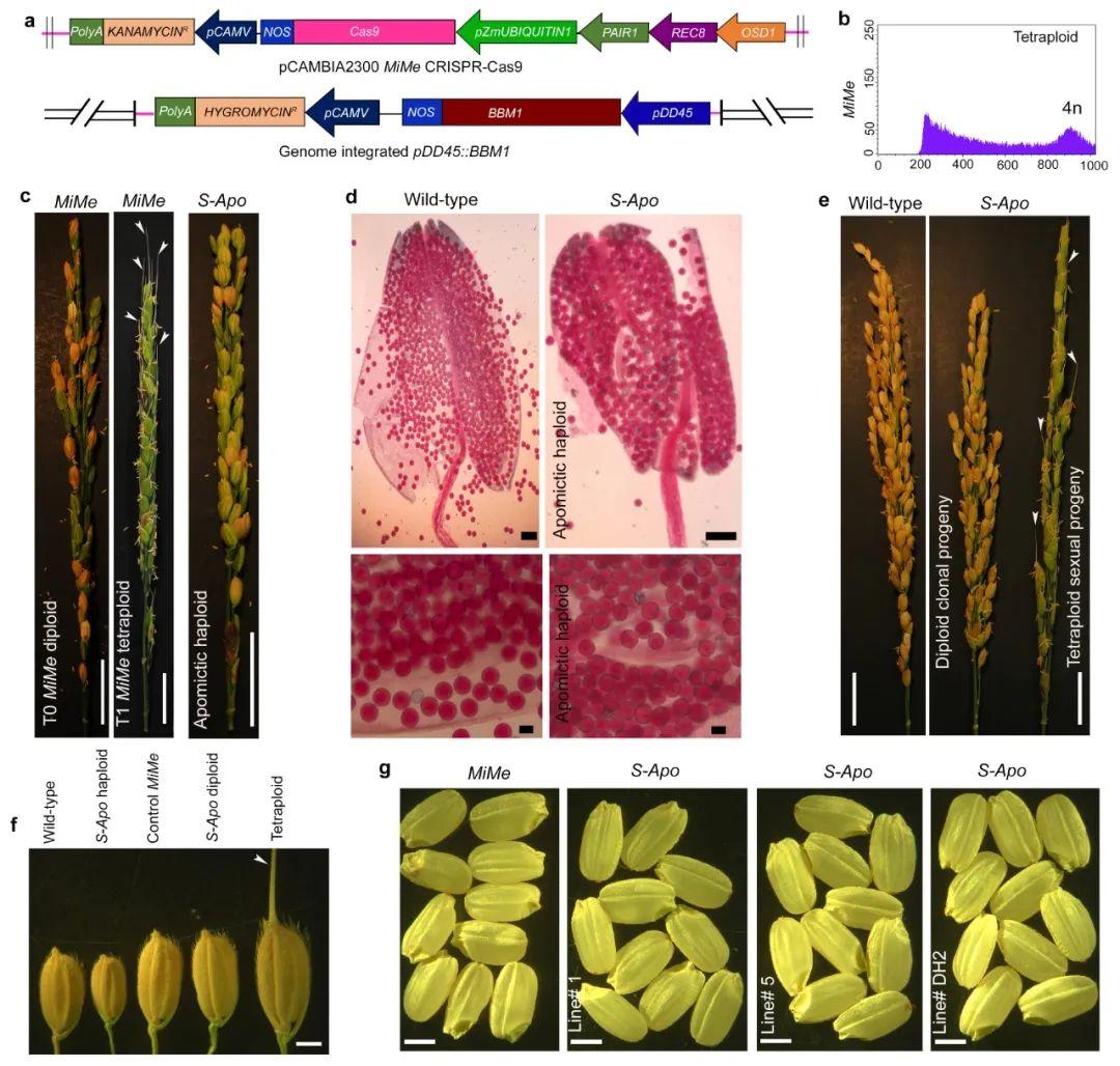 (b)流式细胞仪检测mime材料t1子代的4n倍性;(c)左侧:mimet0二倍体子代