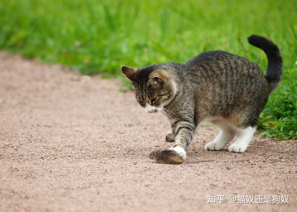 你可以永遠相信狸花貓它們絕對不會背叛你