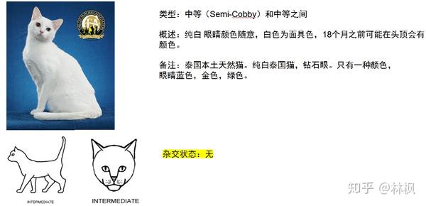 考曼尼猫(khao manee)泰国原产猫,幸运的象征.国内没见过.