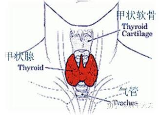 v2-b36e4738295aee768ac156c7e3b1cef2_b.jpg