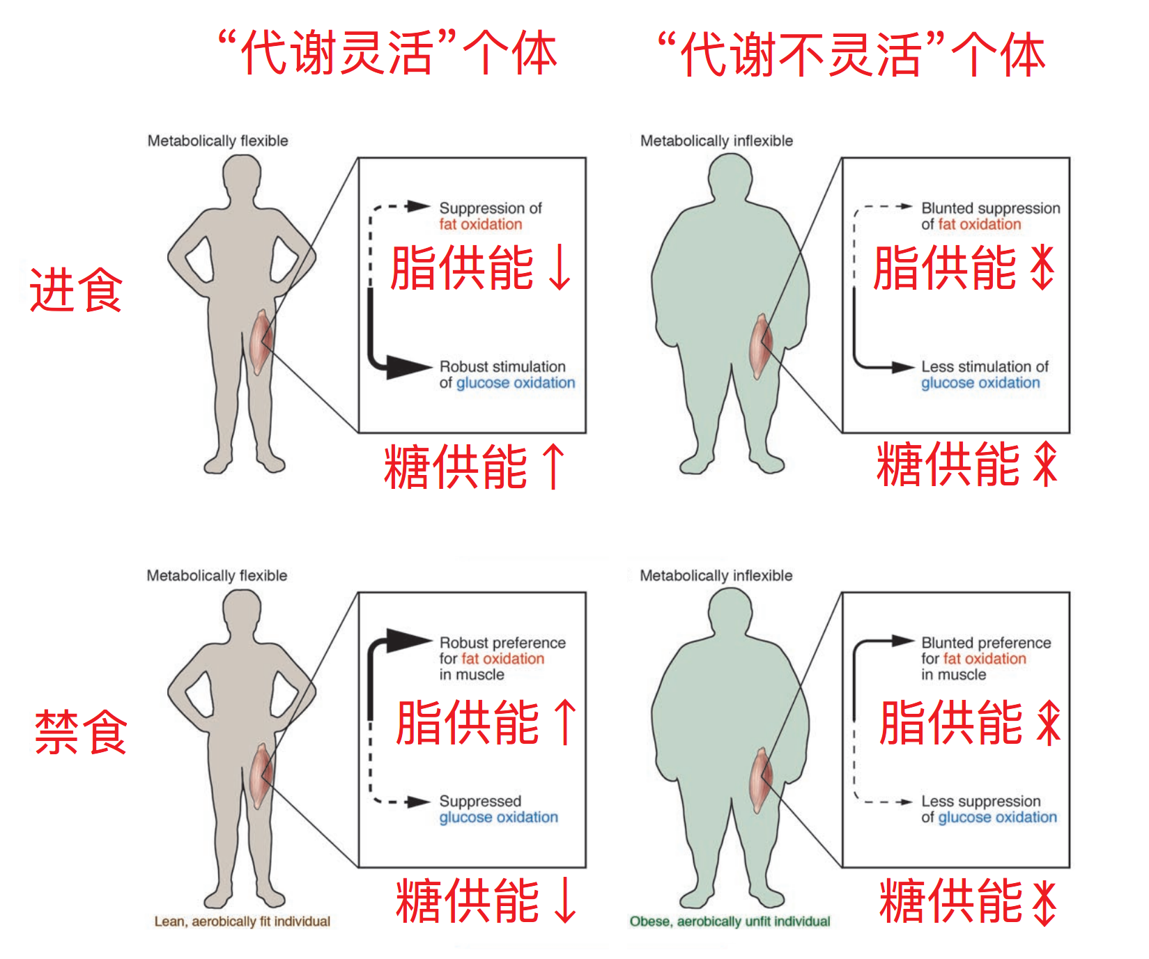 脂肪酸代谢异常图片