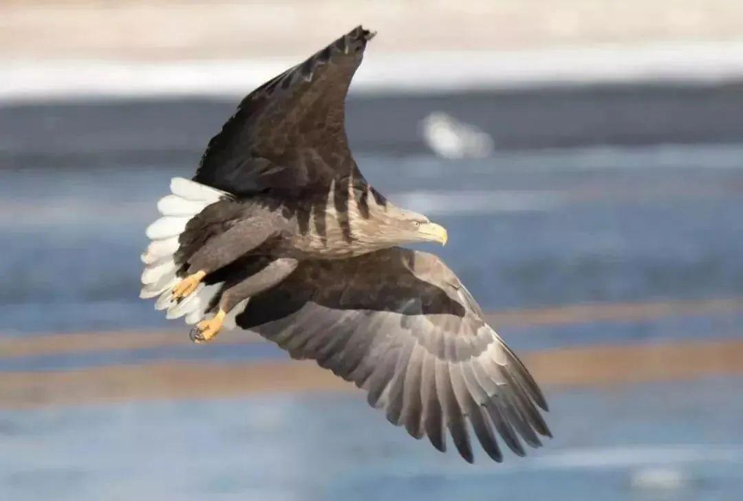 明日方舟远牙原型和元素考据波兰白鹰与骑士