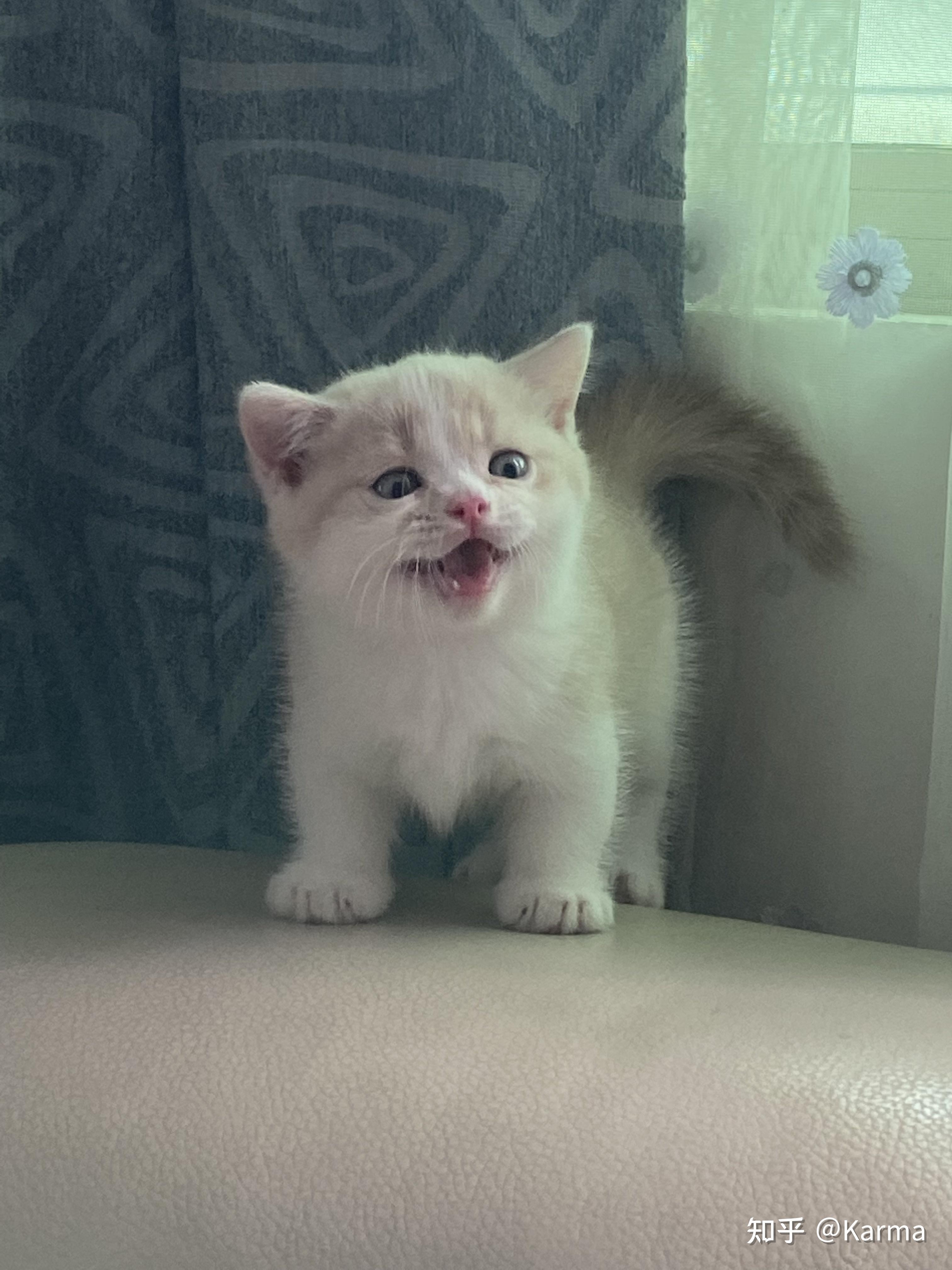 英短乳白矮脚猫出售